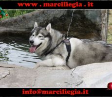 marciliegia-2015-059-copia